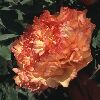 Lutea-Hybride, Strauchpfingstrose