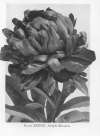 272a_plate 37_adolphe rousseau