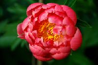 coral_supreme_2