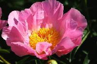 dawn_pink_3