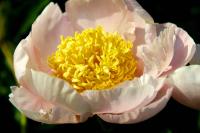 garden_lace_4