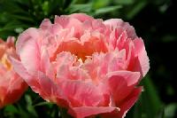 pink_hawaiian_coral_2